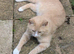 Male cream for rehome