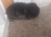 3 mini lops