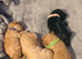 Beautiful puppies