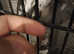 African Grey Talks & Friendly