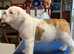 Bulldog puppies for sale