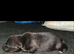 5 beautiful collie x whippet puppies
