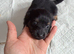 Jack x dachshund