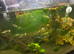 Guppies,neon tetras, gourmets