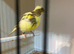 Variegated fife buff hen (2026)
