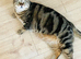 BENGAL CAT
