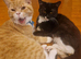 Home needed for 3 cats