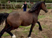 Grey Welsh sec c