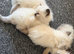 Ragdoll kittens for sale