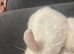 Three  beautiful mini lop