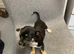 Chihuahua puppies