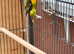 Green opaline lovebirds for sale