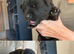 beautiful shepkita puppies