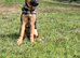 Puppy raising specialist