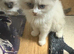 READY NOW Ragdoll kittens