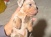 3 miniature Dachshund pups