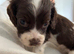 Beautiful Cocker spaniel Puppies