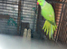 Three male Ringneck