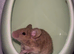 Female mice ready to leave now