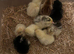 Day old Pekin chicks