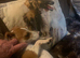 JackRussell Male
