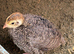 Coturnix quail chicks