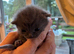 7 blue/grey British Shorthair kittens for sale
