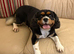 KC Reg King Charles Cavalier