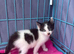 Rag doll cross domestic kittens