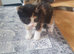 Female Manx long hair and tail