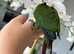 Rare hand reared Emma’s conure!