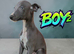 Beautiful blue whippet puppies
