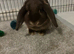 beautiful Mini lop