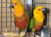 Proven pair jenday