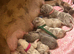 Mixed Cane Corso, mastiff, Dane 8 weeks 25th Sept