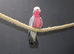 Galah Cockatoo Talking Parrot,,1