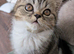 Exotic kitten ready now