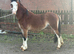 2 year old welsh a gelding