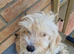 Cockapoo