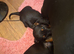 Beautiful Black and Tan Puppies
