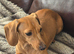 Miniature dachshund bitch kc reg