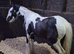 Standing 11.2hh to make 13.2hh