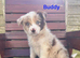 Red / White + Red Merle Border Collie puppies