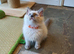 Beautiful GCCF Blue Point Ragdoll Kitten.