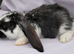 Friendly Pure French Lops & Mini Lops Mix Ready / MUST READ!!!