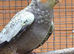 One young pearl cockatiel for sale in Maidstone
