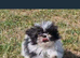 Pomeranian x shitzu. Boy. Fully vaccinated. Ready to go