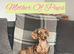 Litter Of 6 Beautiful Miniature Daschunds 4 Left