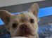 Fluffy frenchie