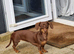 Nellie 9 month miniature dachshund